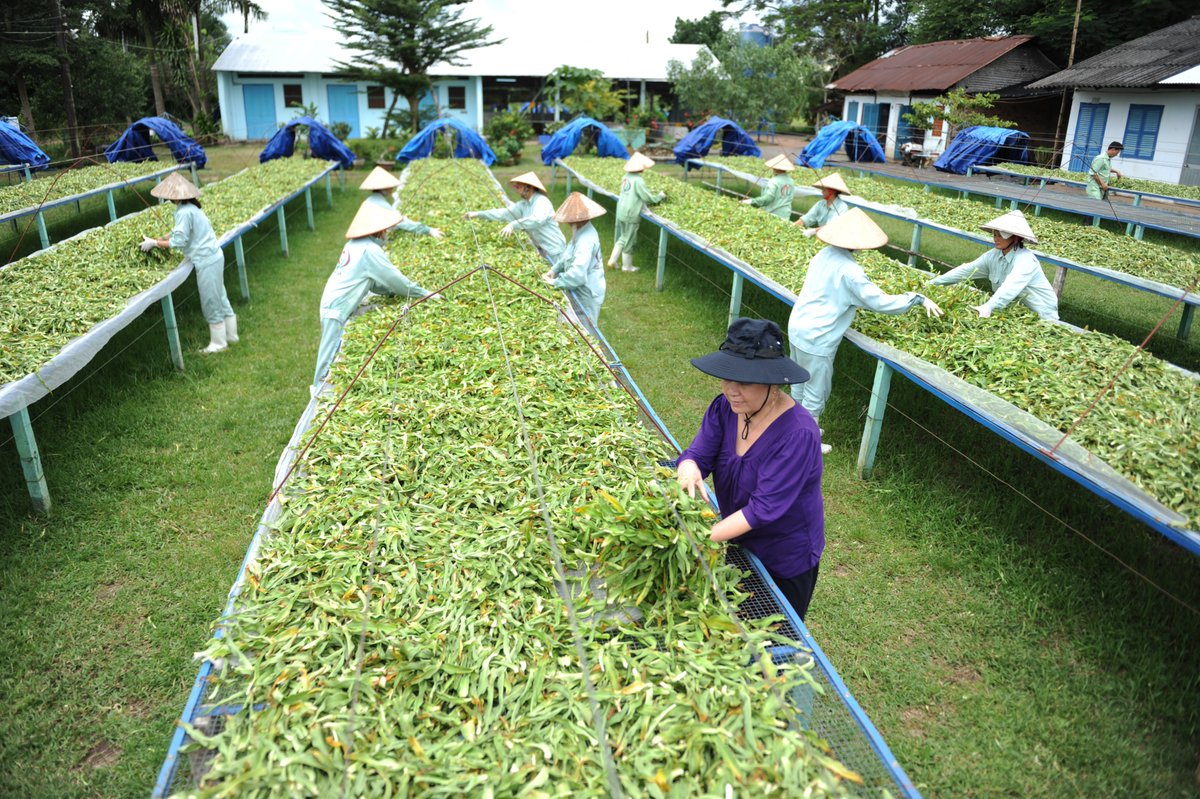 CrilaHealth's tweet photo. Farm-to-factory vertical integration means that we oversee all aspects of production of our Crinum latifolium herbal ingredient—from nurturing Crinum bulbs to processing and final packaging. At Crila Health, we can trace our Crinum latifolium to the very soil where it was grown. https://t.co/G5aeMsyXqB