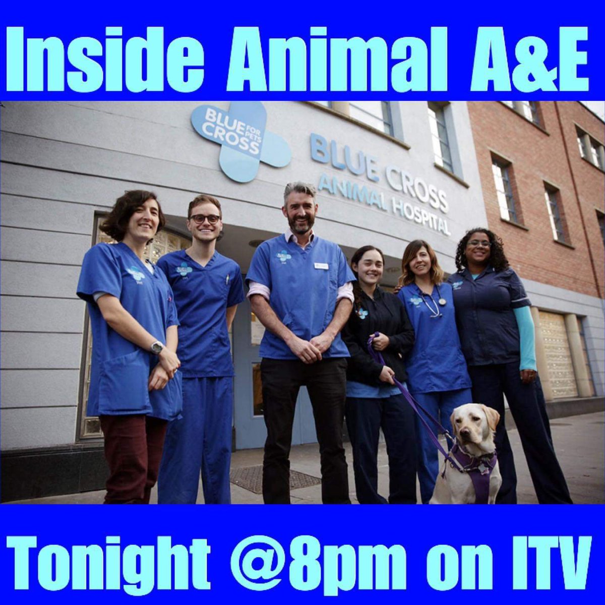 basnettdavid1's tweet photo. Tv πΊ #NowWatching tonight's @ITV #insideanimalae π© @The_Blue_Cross πΆ https://t.co/3EW8kPQ9Uc