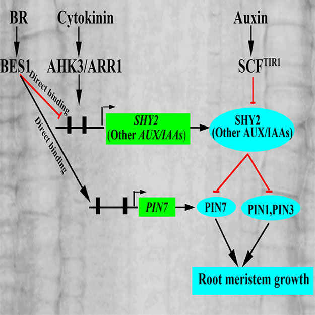 JIPBio's tweet image. The balance between #CellDivision and differentiation is a central unknown in #DevelopmentalBio. A new study in #JIPB explores the role of #Arabidopsis SHY2 as a node in the regulation of root meristem development by auxin, brassinosteroids, and cytokinin. jipb.net/EN/10.1111/jip…