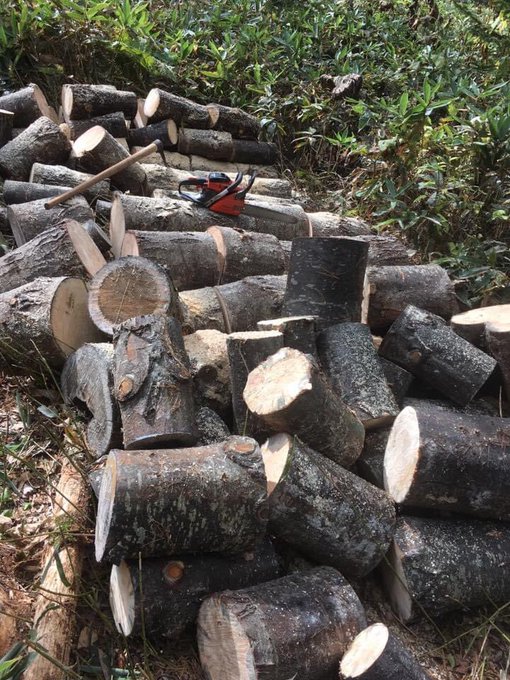 薪の乾燥方法とは 最適な期間や保管の仕方 乾燥度の見分け方も解説 森の中 森を知り 感じるためのメディア 齋藤木材工業株式会社