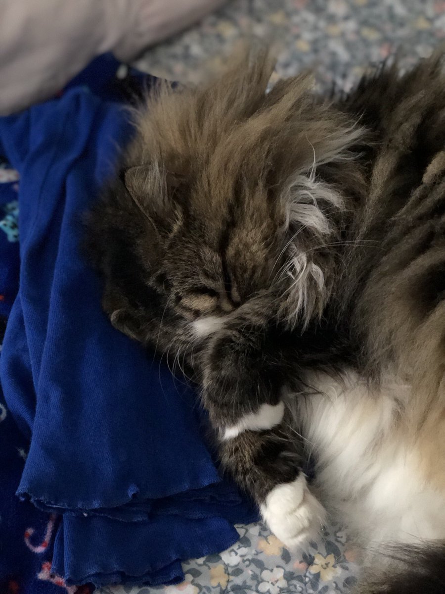 @toby_rules1 @yongmaylingjen1 @mitsy2714 @MaineCoonCatsOH @AmandaSmokeyIs1 @JusticeToAll @JoyOfCats @LordGraydon @CoonGriff @HugoStevens15 @GeneralCattis @TheCatMalice Aw, Toby, youโre so cute when you sleep. You need to catch all your ๐ค to be ready for the festivities! Thanksgiving is the one where the humans all eat turkey ๐ฆ!! Meanwhile, Iโm thankful for you. ๐๐๐๐๐๐๐๐๐๐๐๐ https://t.co/TydOsaukKq