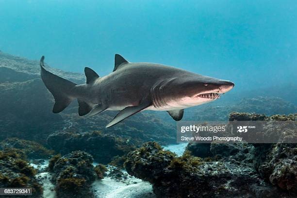(In no particular order)1: Sand Tiger Shark, a fish that really is the definition of "shark". Large, imposing, but undoubtedly beautiful. It's got a mouth full of wickedly huge teeth that I think looks awesome. Despite this, they're non-aggressive. Some of them come in gold!