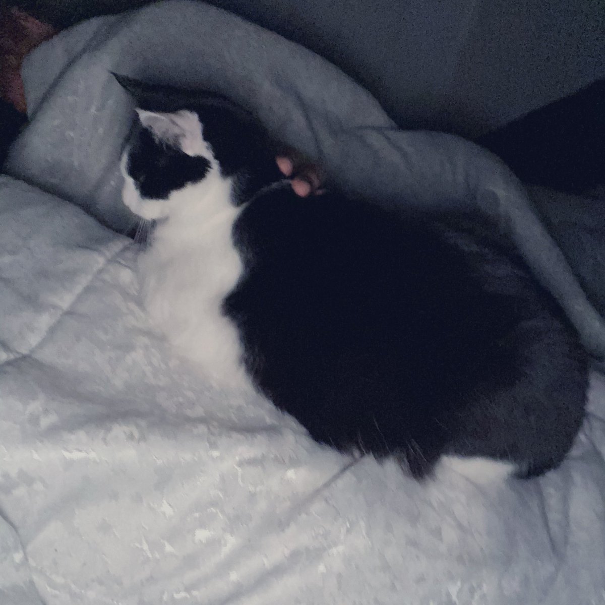 ImpeRealtyCFL's tweet photo. 🖤1 year and 2 months and our chests is still her favorite place to be at night. I love you Donatella 🖤 https://t.co/etUwkAKq2P