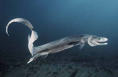 3: Frilled SharkA true relic of the past, the Frilled Shark dates back to prehistoric times. It's a very rarely found fish, owing to the fact it lives so deep that it can only survive a few days at "normal" depths. It has rows of teeth neatly arranged into batteries.