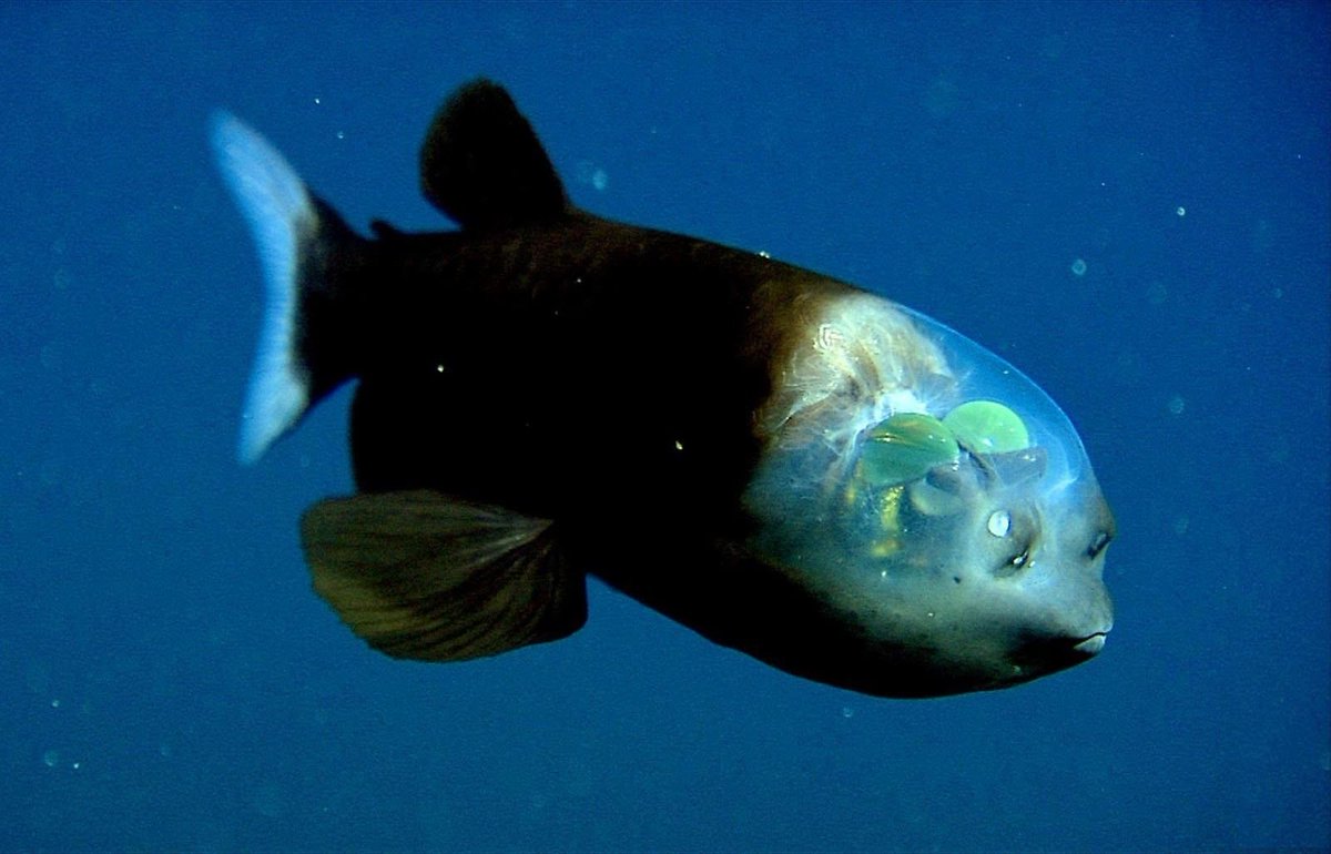 2: BarreleyeA truly astounding fish. It has a transparent head, with a brain and two large glowing green eyes inside, allowing it to have unmatched senses of vision. It's like a built in helmet. They're like nothing else on this planet.