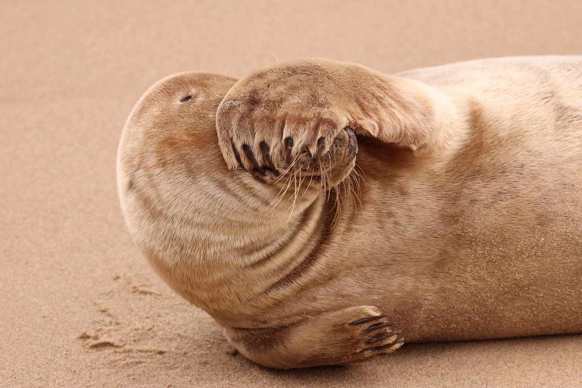 What a poser <a href="/Horsey/">gaylord</a> Gap #Horsey #seals #pup #beach #wildlifephotography #wildlife #nature