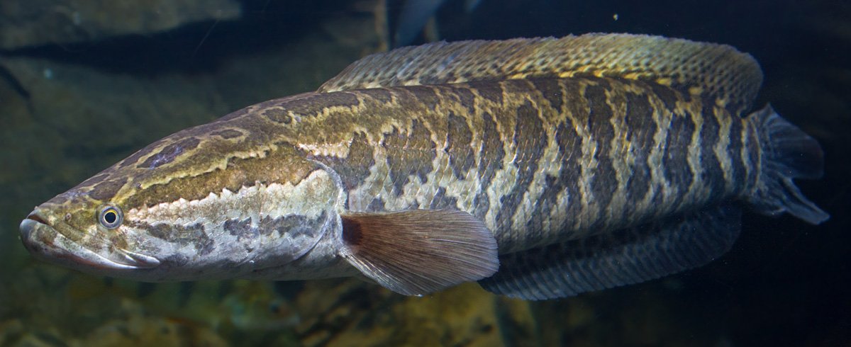 4: SnakeheadA pretty invasive type of fish which can make its way across land with ease to find new places to breed in. It comes in such beautiful ornamental colours...wow.