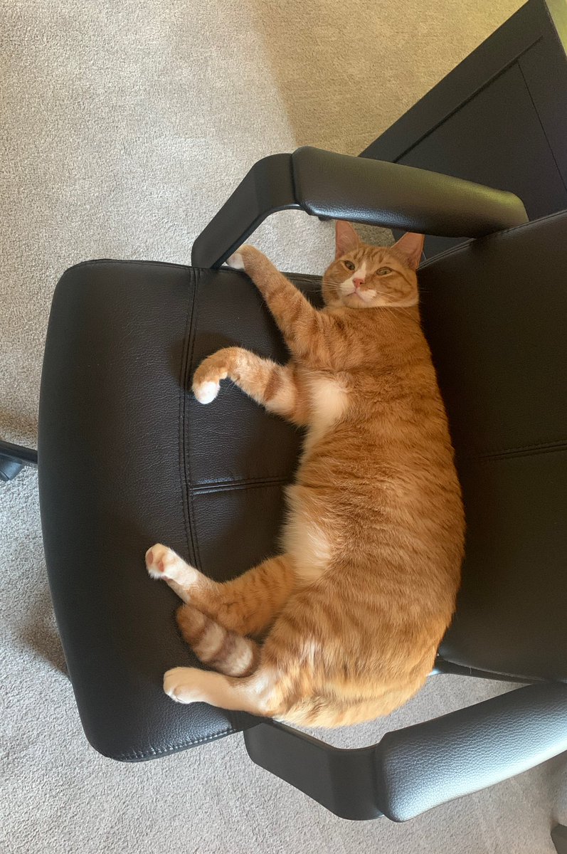 My co-worker <a href="/pickle_cat_meow/">Pickle</a> 🐈 knows well that I need to stand more and sit less.