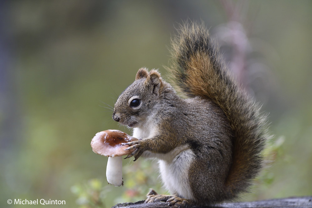 So not only squirrels collect mushrooms, but they also dry them on branches to preserve them for later...as a treat