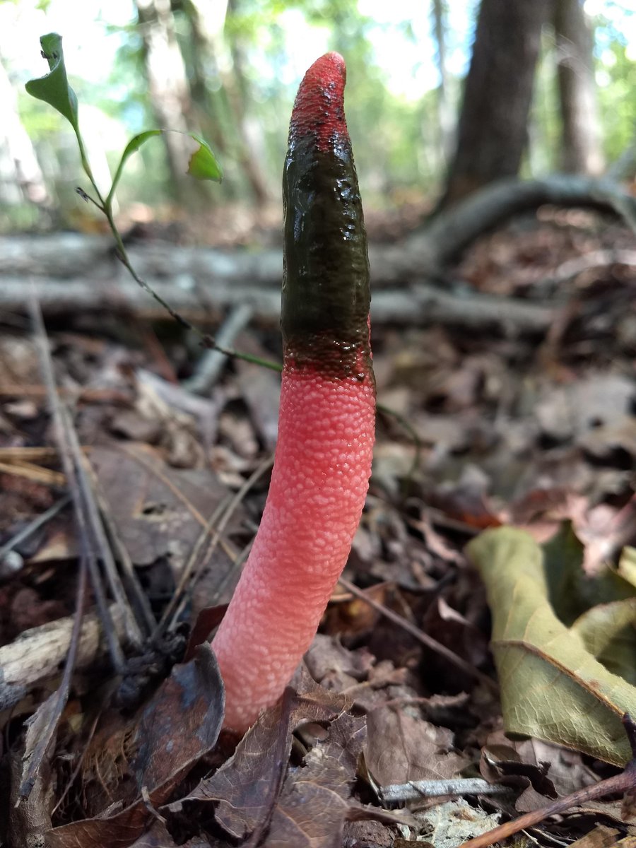 @NeasaLee wait until they hear about Mutinus elegans, also known as the enegant stinkhorn (or, more vulgarly, the devil's dipstick)