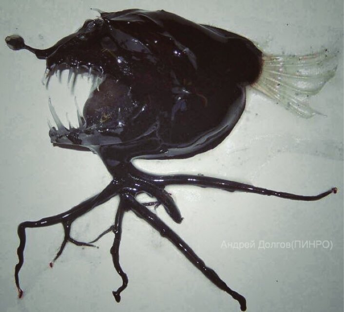 And finally....10: Black DevilA type of Anglerfish, this fish is just perfect. Its transparent glass teeth, glowing green lures and shapeless body make it one of the most visually striking animals on this planet in my eyes. They completely absorb their partner while mating.