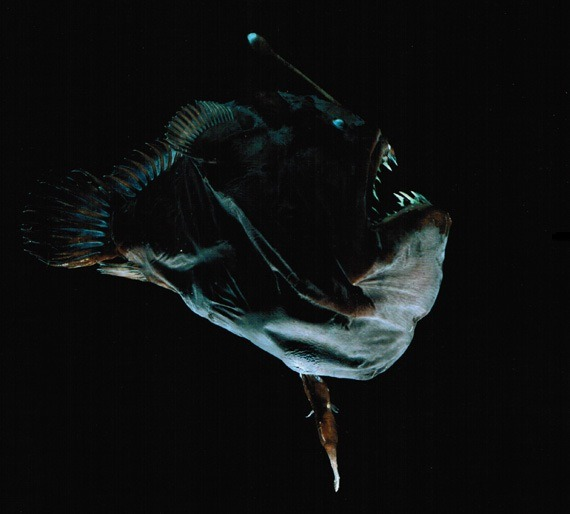And finally....10: Black DevilA type of Anglerfish, this fish is just perfect. Its transparent glass teeth, glowing green lures and shapeless body make it one of the most visually striking animals on this planet in my eyes. They completely absorb their partner while mating.
