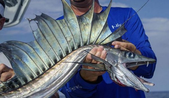 Lancetfish- a true dragon! With such a striking look, I'd feel honoured to have seen one. They're also very, very fast thanks to that sail.