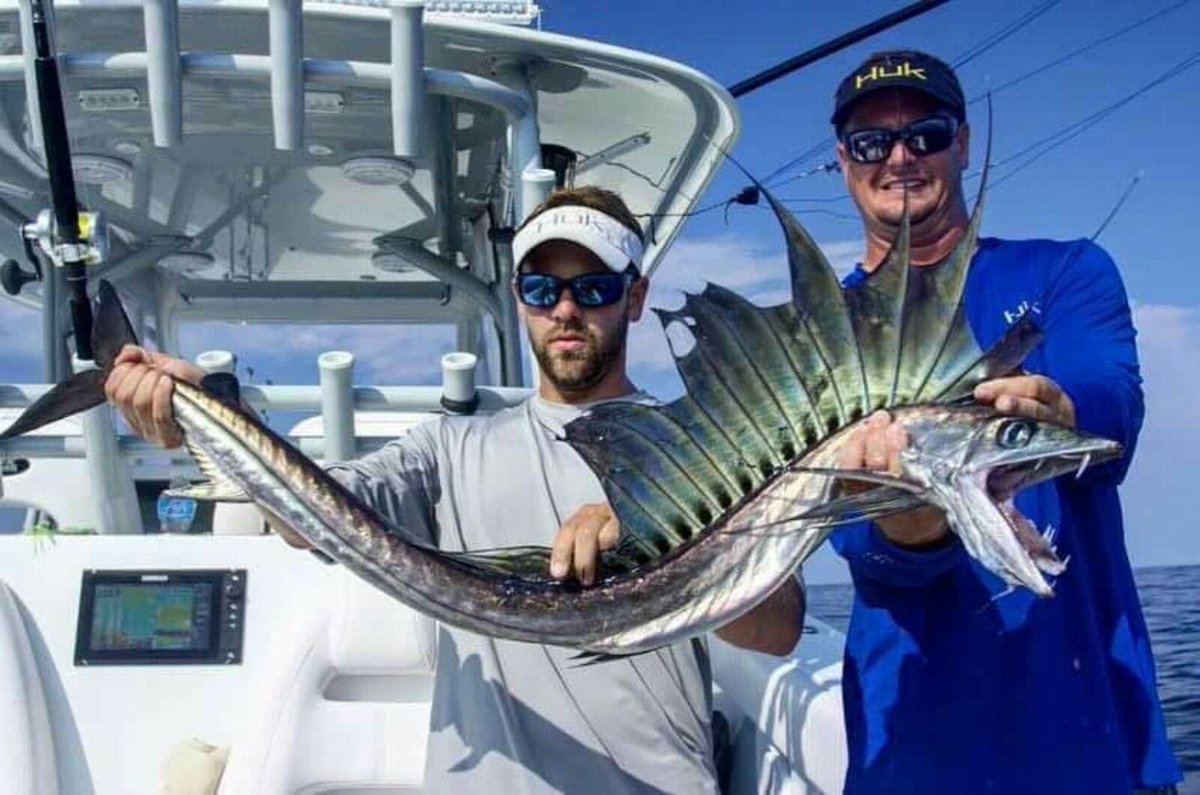 Lancetfish- a true dragon! With such a striking look, I'd feel honoured to have seen one. They're also very, very fast thanks to that sail.