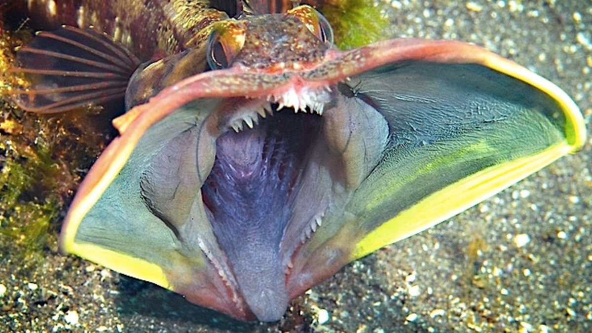 Sarcastic Fringehead- I'll be honest, the name is too ridiculous for me. But these grumpy tunnel dwellers have such amazing, flamboyant jaws that they've won me over. They're EXTREMELY territorial!
