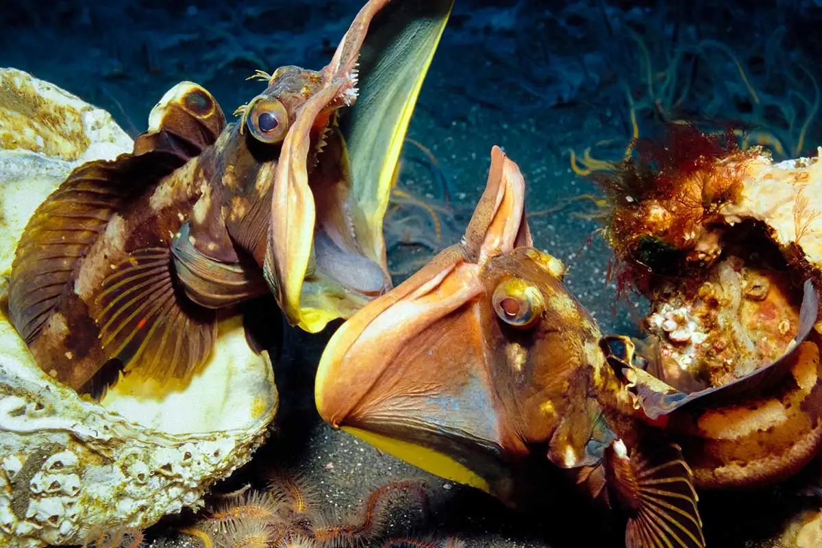 Sarcastic Fringehead- I'll be honest, the name is too ridiculous for me. But these grumpy tunnel dwellers have such amazing, flamboyant jaws that they've won me over. They're EXTREMELY territorial!