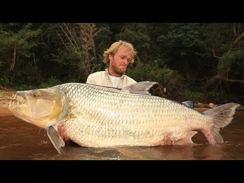 Goliath Tigerfish- Goliath. Freaking. Tiger. Fish. I feel like I don't need to explain why I like this one. It's like a dinosaur in a fish's body. You ABSOLUTELY do not want a bite from this monster.