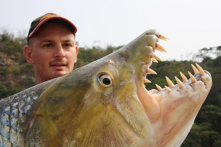 Goliath Tigerfish- Goliath. Freaking. Tiger. Fish. I feel like I don't need to explain why I like this one. It's like a dinosaur in a fish's body. You ABSOLUTELY do not want a bite from this monster.