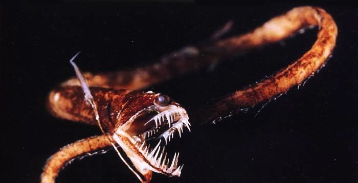Black Dragonfish- One of the most frightening animals I can think of. A glowing, fanged serpentine fish- and when it's born, it has eyes on stalks like a snail (as seen in the last picture) which it loses in favour of massive jaws.