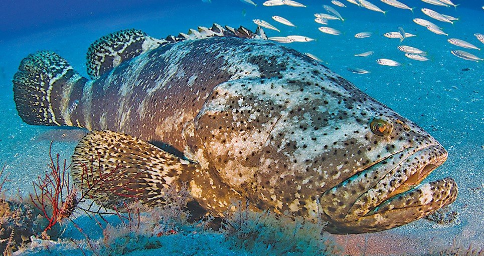 Goliath Grouper- This bad boy grows to the size. OF. A. CAR!!!!!! It's surprisingly gentle, but the size is so dang intimidating. A fish that really makes you shut up and watch in awe as it swims around undersea caves and reefs. It's a big fan of living in sunken ships.