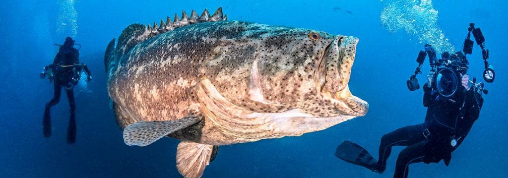 Goliath Grouper- This bad boy grows to the size. OF. A. CAR!!!!!! It's surprisingly gentle, but the size is so dang intimidating. A fish that really makes you shut up and watch in awe as it swims around undersea caves and reefs. It's a big fan of living in sunken ships.