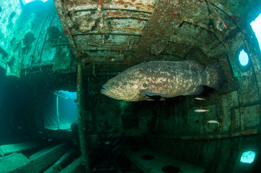 Goliath Grouper- This bad boy grows to the size. OF. A. CAR!!!!!! It's surprisingly gentle, but the size is so dang intimidating. A fish that really makes you shut up and watch in awe as it swims around undersea caves and reefs. It's a big fan of living in sunken ships.