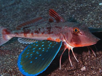 Sea Robin/ Sea Goblin/ Tripod Fish- (images in order of name) Three different fish, but all of them have fins that act as legs, letting them crawl along the ocean bed!