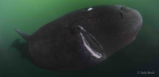 Sleeper Shark- a somewhat eerie looking shark from the very bottom of the sea, which can live for HUNDREDS of years. I'm a big fan of its monochromatic colours. The white eyes and mouth are everything.....