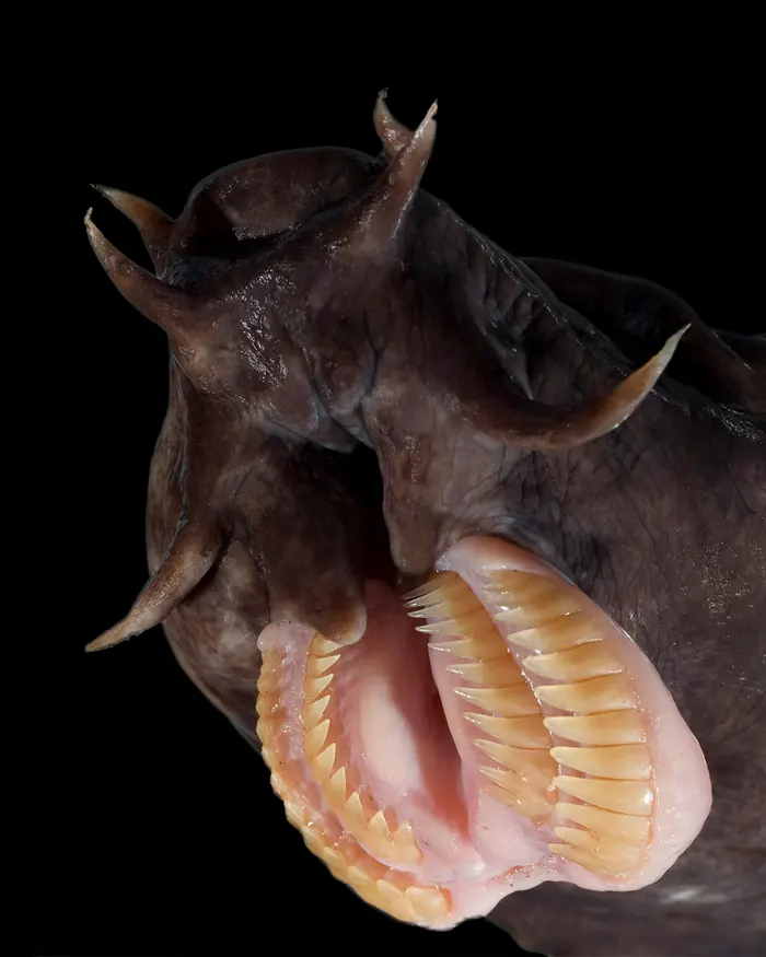 And to finish off for now, how can I not mention the HAGFISH? It has no jaws. It generates infinite slime. It can tie itself into knots and it lives inside dead whales. It's just so delightfully disgusting and I'm so happy it lives on the same planet as I do.