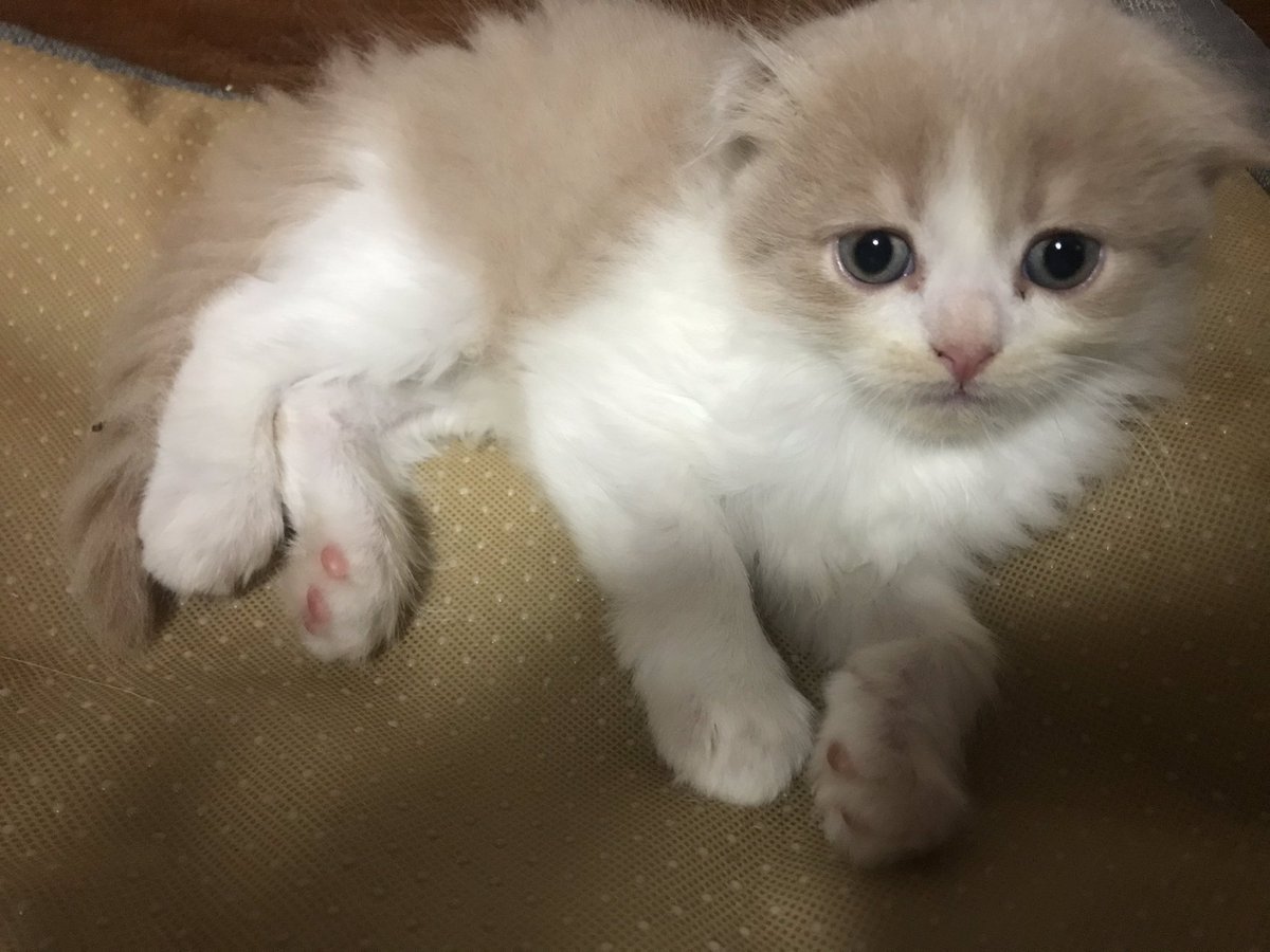 森の中のキャッテリー麦畑 スコティッシュの子猫ちゃん 9月2日生まれ生後1ヶ月半くらいです 飼い主様募集中です 千葉県茂原市在住 価格はペットショップよりお安く ブリーダーさん価格くらいの設定です お問い合わせはdmにて お待ちしております 森の中のキャッテリー麦畑 スコティッシュの子猫ちゃん 9月2日生まれ生後1ヶ月半くらいです 飼い主様募集中です 千葉県茂原市在住 価格はペットショップよりお安く ブリーダーさん価格くらいの設定です お問い合わせはdmにて お待ちしております