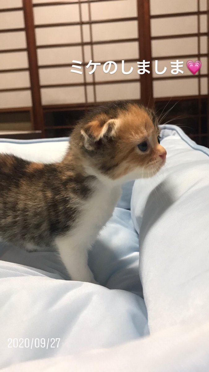 森の中のキャッテリー麦畑 スコティッシュの子猫ちゃん 9月2日生まれ生後1ヶ月半くらいです 飼い主様募集中です 千葉県茂原市在住 価格はペットショップよりお安く ブリーダーさん価格くらいの設定です お問い合わせはdmにて お待ちしております 森の中のキャッテリー麦畑 スコティッシュの子猫ちゃん 9月2日生まれ生後1ヶ月半くらいです 飼い主様募集中です 千葉県茂原市在住 価格はペットショップよりお安く ブリーダーさん価格くらいの設定です お問い合わせはdmにて お待ちしております