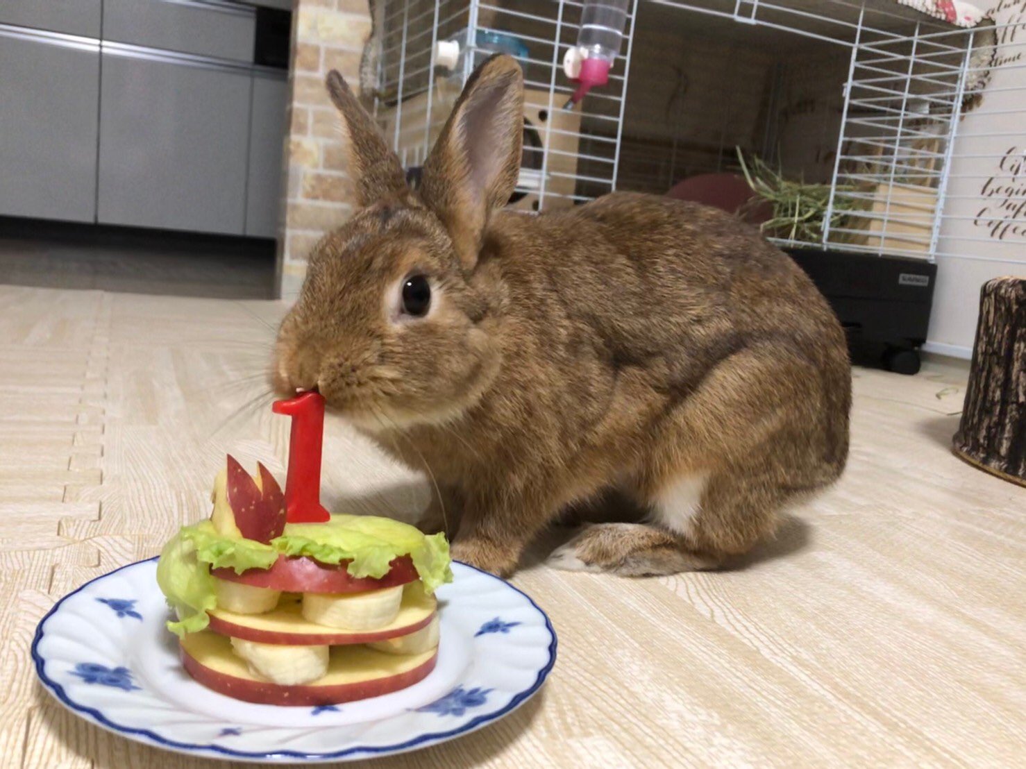 ラテ 一歳バースデー 今年は大人なお姉さんに 笑 ウサギ好きと繋がりたい モフモフ ウサギのいる暮らし ウサギ好き ウサ友 うさぎ誕生日 T Co Iyxihcgxkr Twitter