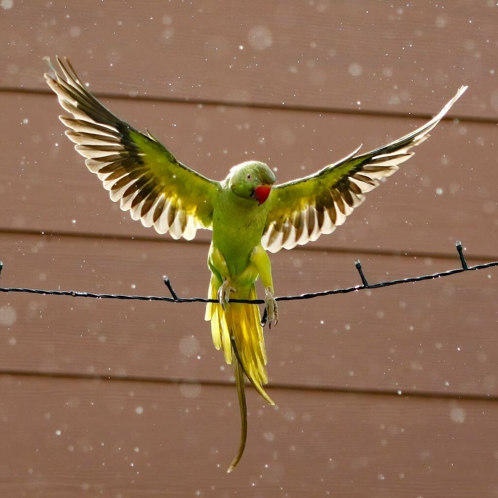HawaiiBackyard's tweet photo. No edits of this rose ringed parakeet. Taken one rainy day at the beginning of summer.
.
.
.

#honolulu_life #luckywelivehawaii #marvelouz_animals #bird_captures #bird_brillance #bestbirdshots #birds_adored #your_best_birds #dailyybirdpix #birds_private #nuts_about_birds #bi… https://t.co/c6lvEcPNYi