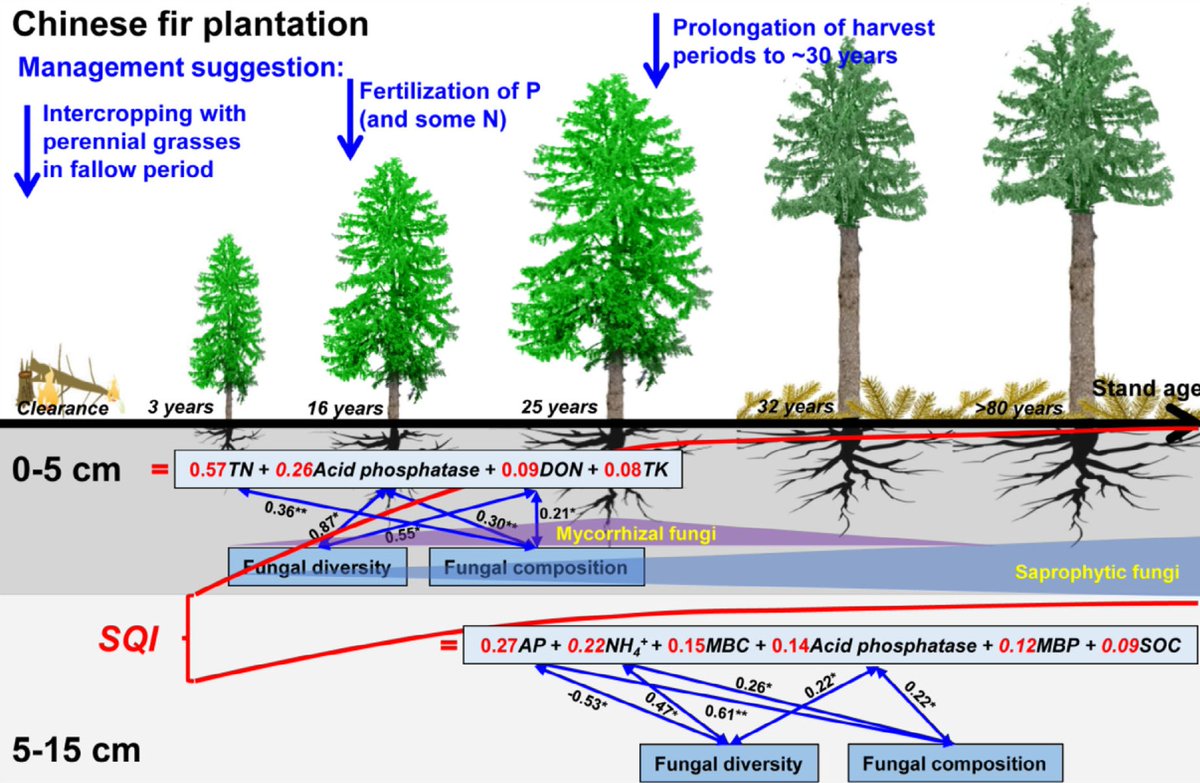 ykuzyakov's tweet image. Just published in Land Degradation &amp;amp; Development   
@wileyearthspace :
#Fungi #microbialcommunity and #soil
quality in a #Chinesefir #plantation 
onlinelibrary.wiley.com/doi/10.1002/ld…