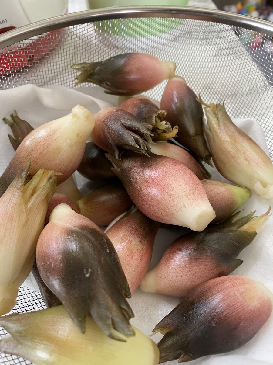 Chiko おはようございます 良いお天気 今朝は インゲン3本 みょうがを収穫 朝のお味噌汁に使いました 今日はお天気だから年末の掃除を楽にする為の大掃除だ うちの 家庭菜園 オクラ トマト ピーマン ナス アスパラ マコモダケ タラの芽 Chiko おはようございます 良いお天気 今朝は インゲン3本 みょうがを収穫 朝のお味噌汁に使いました 今日はお天気だから年末の掃除を楽にする為の大掃除だ うちの 家庭菜園 オクラ トマト ピーマン ナス アスパラ マコモダケ タラの芽
