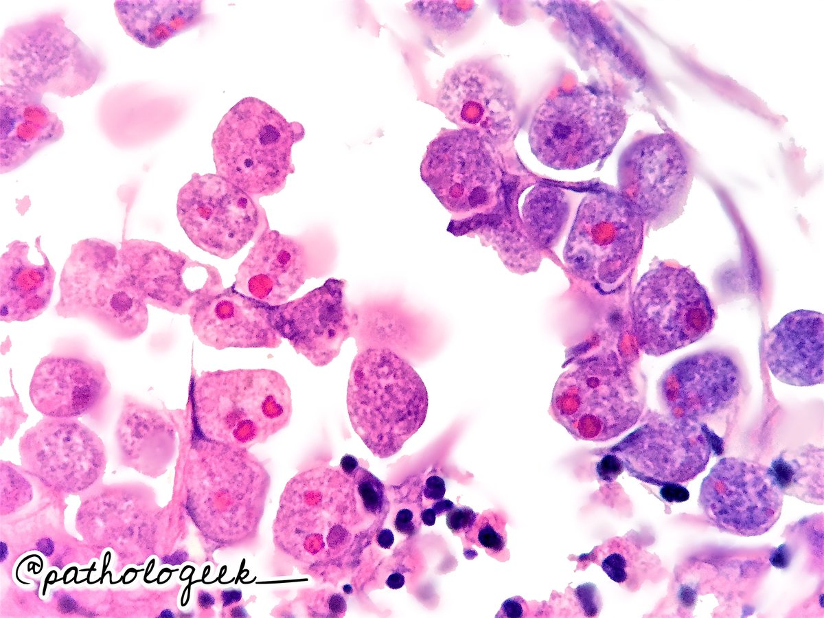 pathologeek_ tweet picture