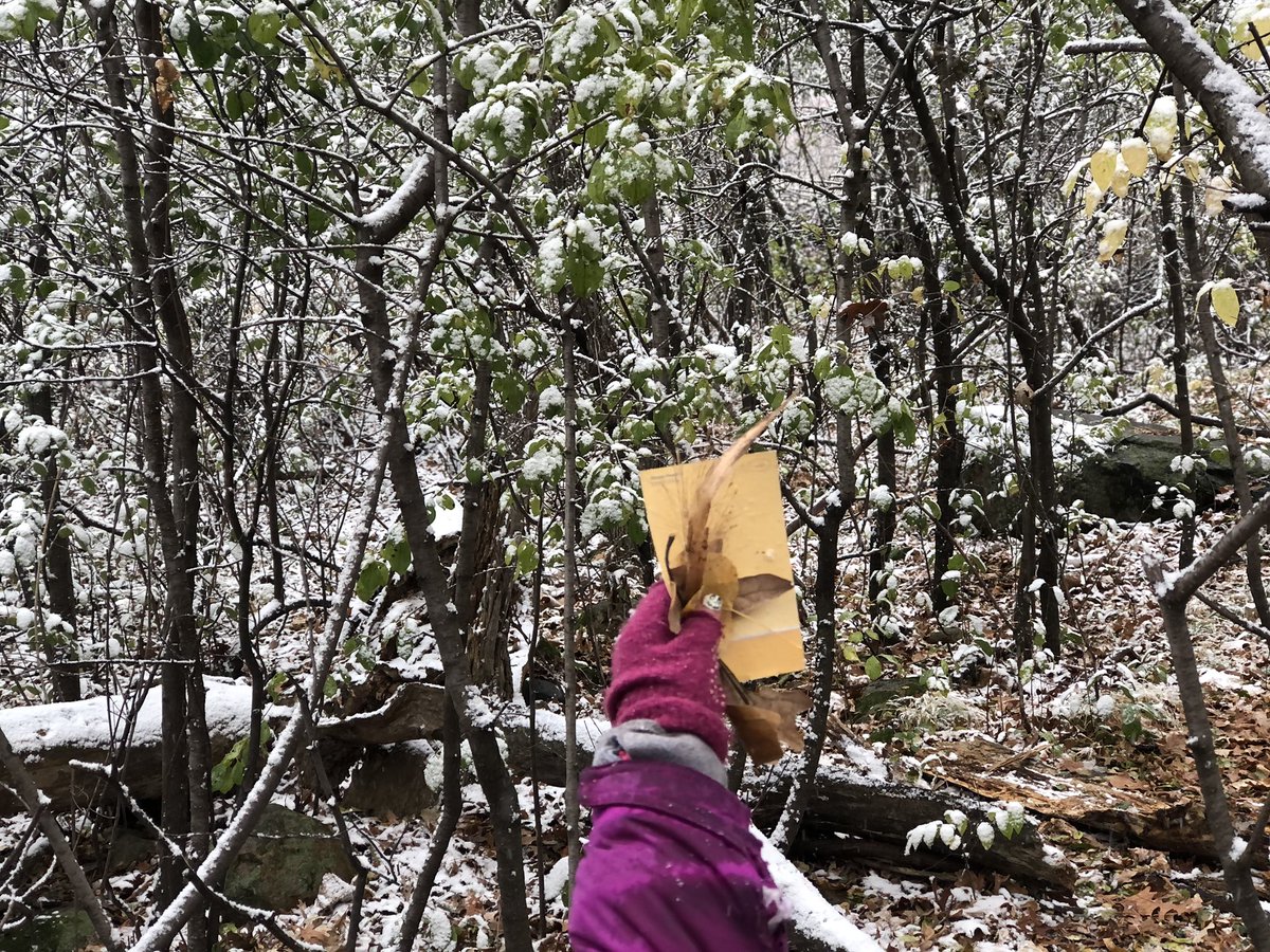 S/O to <a href="/jeffersfound8n/">Jeffersfoundation</a> for helping us take the classroom outside on this snowy MN day! RIS school forest providing some writing prompts &amp; inspiration! #outdoorlearning #getoutside 📝