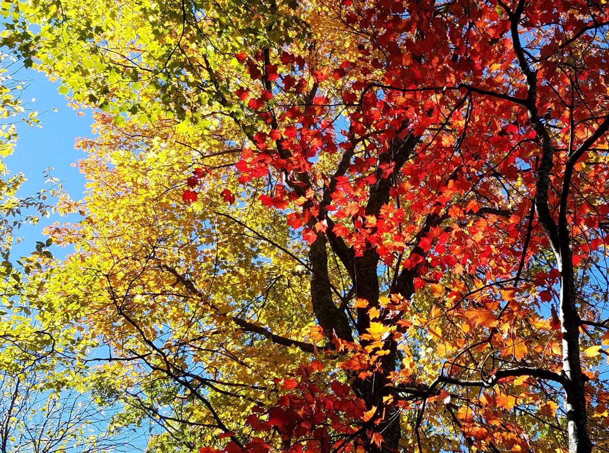 Garden & Gun tweet media