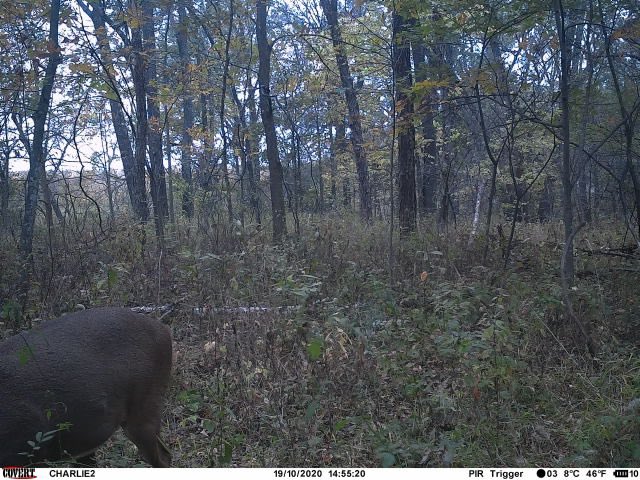 kcamp3's tweet image. Raise your hand if these are the worst trail cam pics to get. Big bodied but that’s all I get... doe in same spot for size compare... 😡😡😡