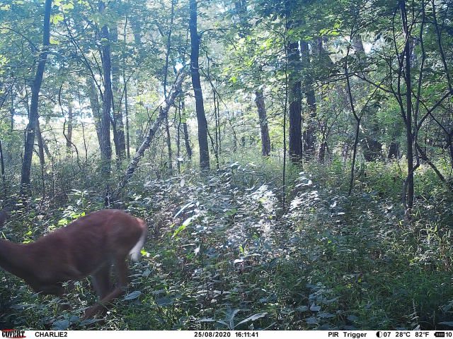 kcamp3's tweet image. Raise your hand if these are the worst trail cam pics to get. Big bodied but that’s all I get... doe in same spot for size compare... 😡😡😡