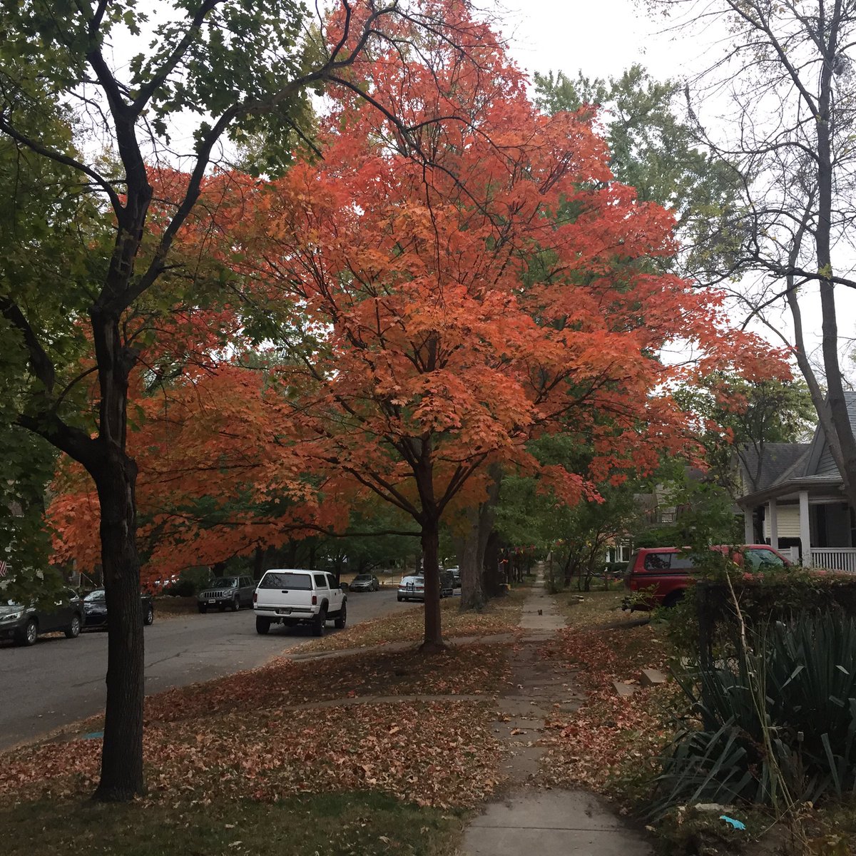 larryvillelife's tweet photo. Some bright fall foliage popping off on an otherwise chilly and gray walk around the OWL hood. #fallfoliagewars https://t.co/tmvBCBzRWD
