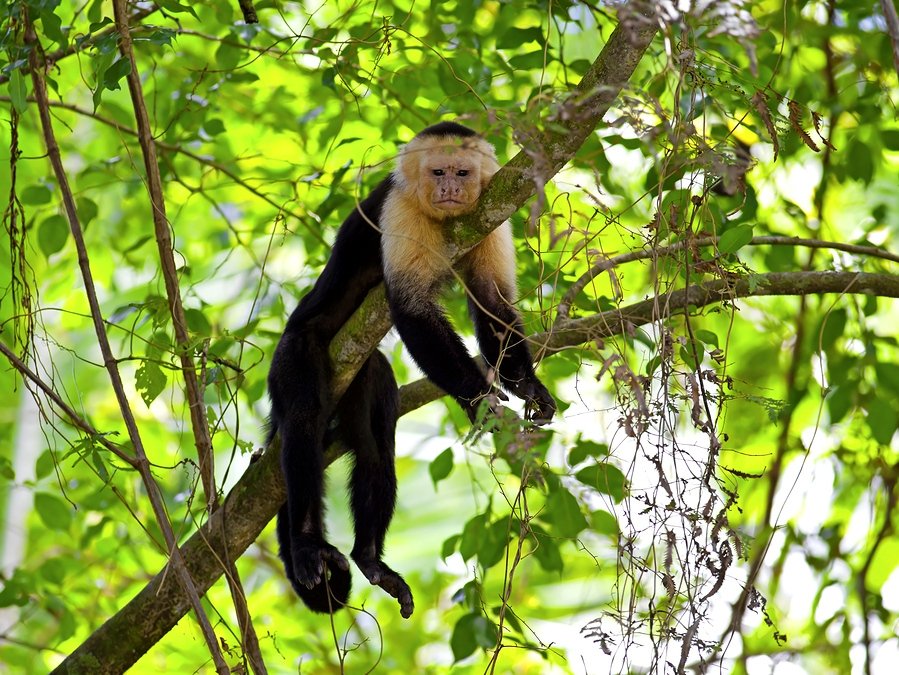 Don’t miss the Capuchin monkeys in the Manuel Antonio National Park in Costa Rica. A must-do when you go.

#ManuelAntonioNationalPark #PuraVida #CostaRicaTourism #Capuchinmonkeys #everreadytravel
------------