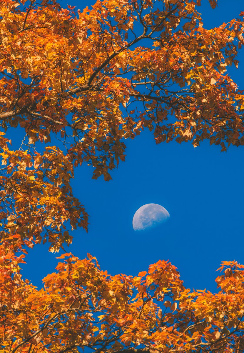 Back down to Deep Creek tonight and a handful more images from Swallow Falls State Park. The colors there were just gorgeous, with reds, oranges and greens standing out beautifully against the evergreens. Even the moon cooperated, and was framed perfectly by the foliage.