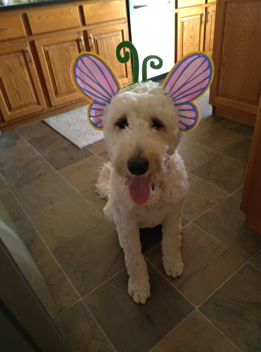 A7. Shoutout to my dog ✨Sandi✨ for keeping me sane during the pandemic #UWinCourseIdeas