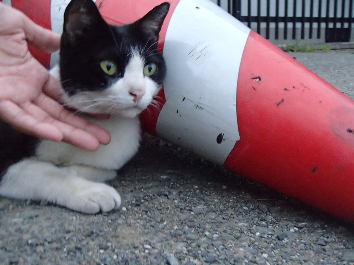 月光ながら Tlにあんな刺激の強い画像がドンドコ流れるのもどうかと思うので猫画像流しとくわ