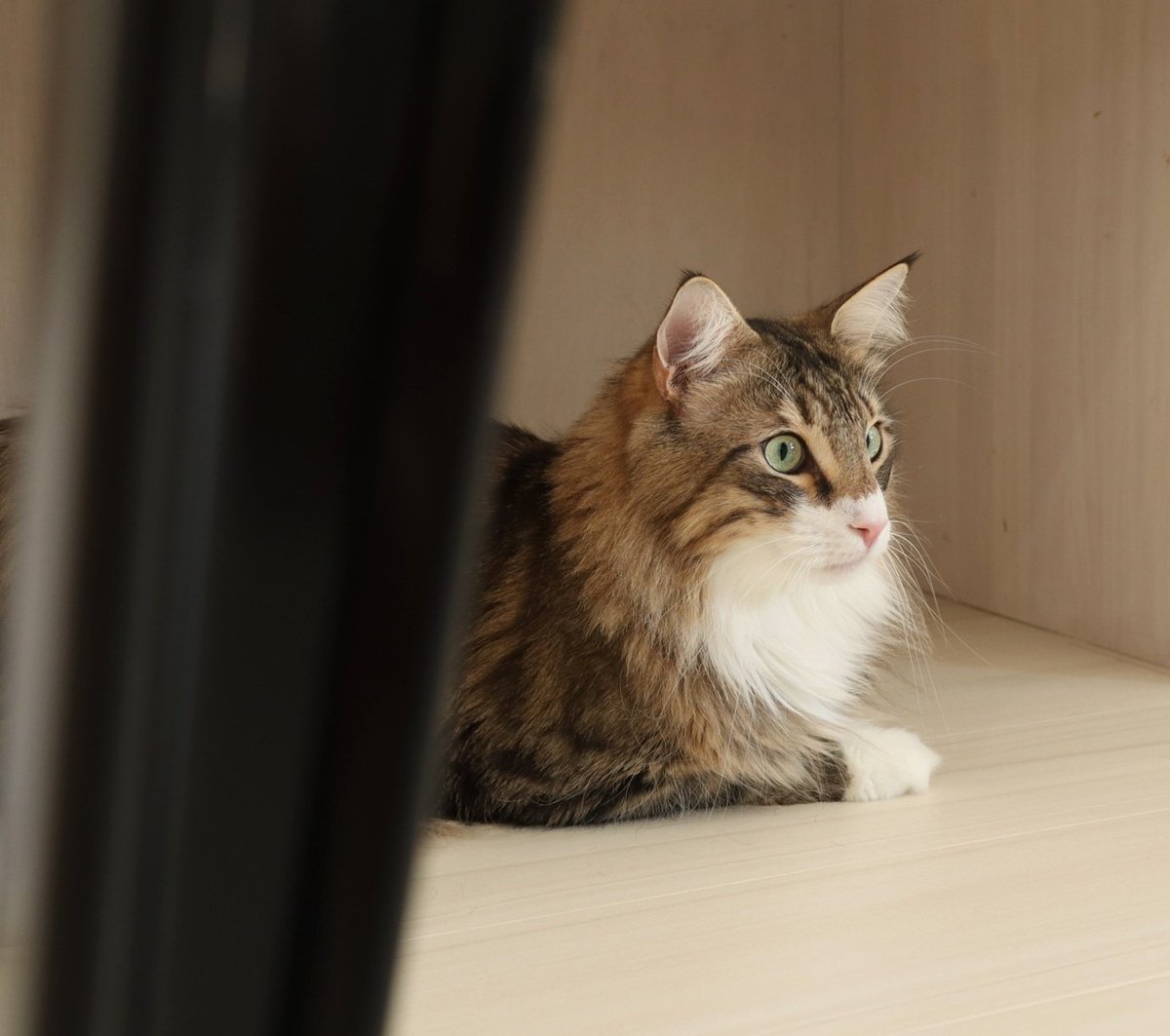 猫カフェ リプミィ Catcafelipmy Twitter
