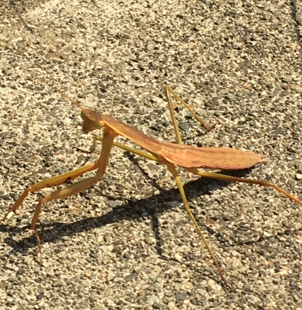 北海道にカマキリはいる いない 生息地として道南は定番 札幌には定着 北海道ローカルニュース まち ひと しごと