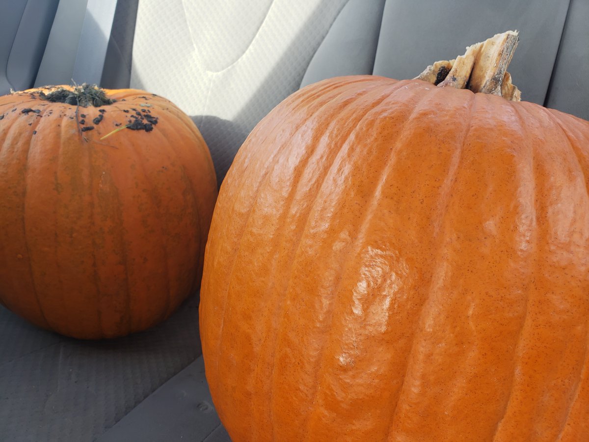 IAM8ull's tweet image. Pumpkin Carving Stream with @WoWMerixxa Scheduled for 10/24/2020 starting about 9pm! I know I have been busy but at least I can commit to this :)