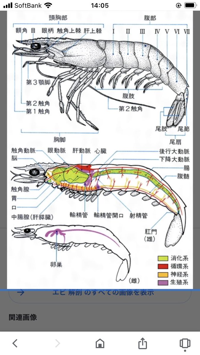 飛火野 沖縄の エビ壊死症の報道を受けて 急性肝膵臓壊死 とあるから 牛からのbseみたいな人獣共通感染症なのかと思ったらなんとまあ エビの 肝膵臓 ていう臓器があるのね 今回初めて エビの解剖を調べて見ました ご興味ある方どうぞ