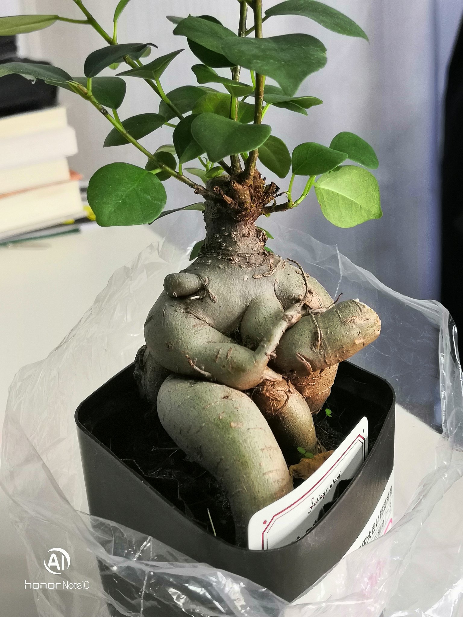 よしむ Cubicbunny 観葉植物が欲しくなって軽率にダイソーに行ったらちょっとエロい感じのガジュマルを見つけてしまった 伝わるかな T Co Mfr1nvsqvp Twitter